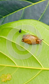 Garden snail Helix asperse on green leaf isolated. Save Earth concept. Snail on green leaf, green nature background.