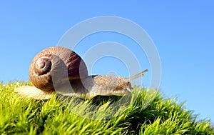 Garden snail Helix pomatia