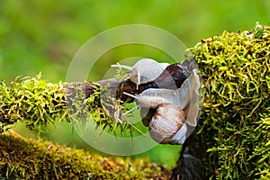 Garden snail - Helix pomatia climbs a branch. The photo has a nice bokeh