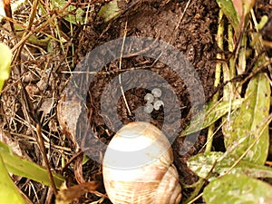 GARDEN SNAIL (HELIX POMATIA) LAYING EGGS