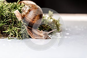 Garden snail Helix Pomatia Snail with brown striped shell space for text