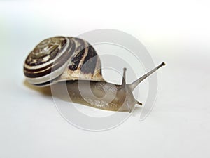 Garden Snail with horns high