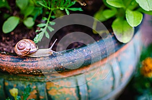 Garden Snail II