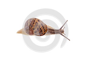 Garden snail isolated