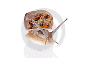 Garden snail isolated on a white