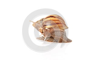 Garden snail isolated on white background.