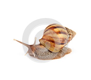 Garden snail isolated on white background.