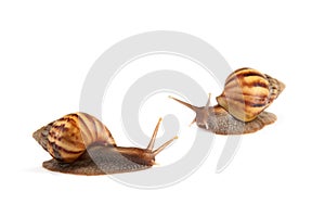 Garden snail isolated on white background.