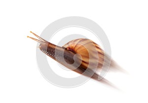 Garden snail isolated on white background.