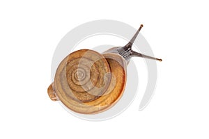 Garden snail isolated on white background.