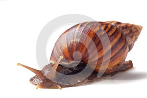 A Garden Snail isolated on a white background