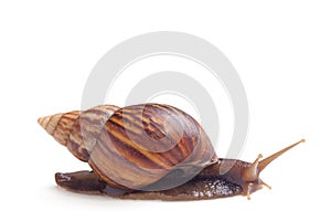 Garden Snail isolated on a white background