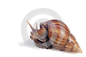 A Garden Snail isolated on a white background