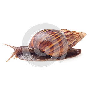 Garden Snail isolated on a white background