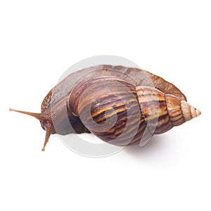 A Garden Snail isolated on a white background