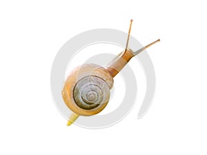 Garden snail isolated on white background