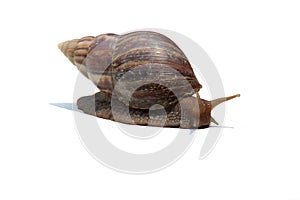 Garden snail isolated on white, Close up Snail