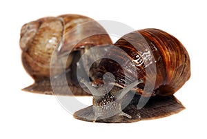 Garden snail isolated on white. Helix pomatia common names Burgundy snail Roman snail edible snail or escargot isolated