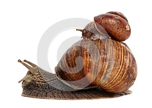 Garden snail isolated on white. Snail and baby snail family.
