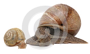 Garden snail isolated on white. Snail and baby snail family.