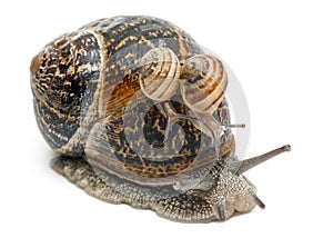 Garden snail with its babies on its shell