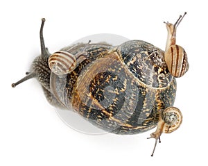 Garden snail with its babies on its shell