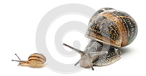 Garden snail with its baby in front of white