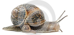 Garden snail with its baby in front of white