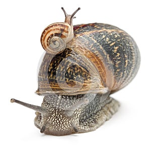 Garden snail with its baby on its shell