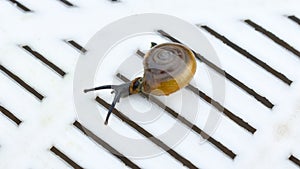 Garden snail or Land snail or Cornu aspersum or slugs crawling on a plastic white surface