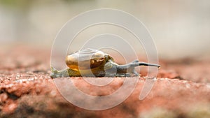 Garden snail or Land snail or slugs crawling on a ground