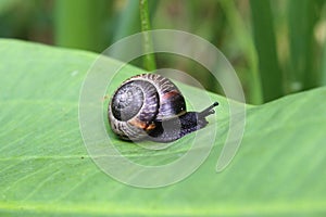 Garden snail on a leaf