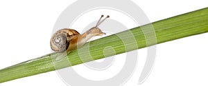 Garden snail on leaf, Helix aspersa