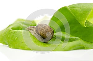 Garden snail on lettuce leaf