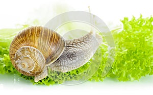 Garden snail on lettuce leaf