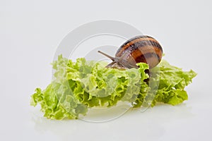 Garden Snail on lettuce leaves on a white background. Studio shot.