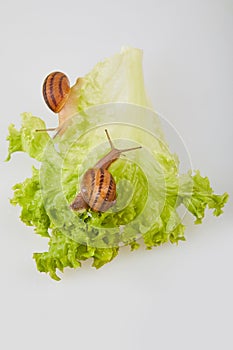 Garden Snail on lettuce leaves on a white background. Studio shot.