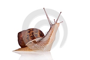 Garden snail looking up