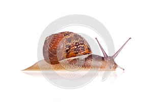 Garden snail looking up isolated