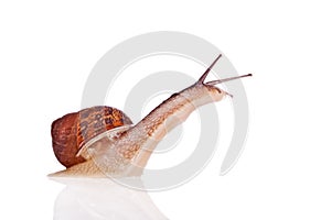 Garden snail looking up isolated on white