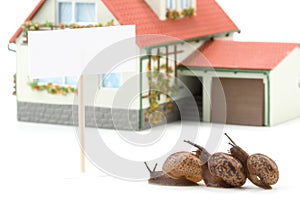 Garden snail and miniature house