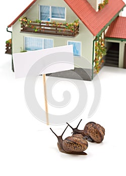 Garden snail and miniature house