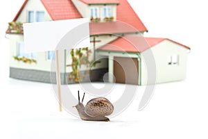 Garden snail and miniature house