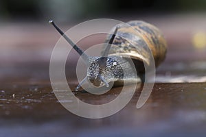 Garden snail moving slowly with extended tentacles