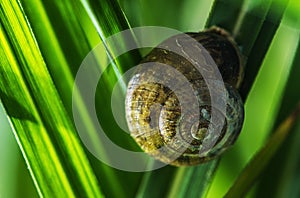 Garden Snail on One of the Blade of Grass Macro Close Up