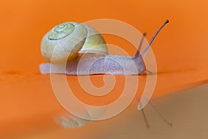 Garden snail on orange background with reflection.