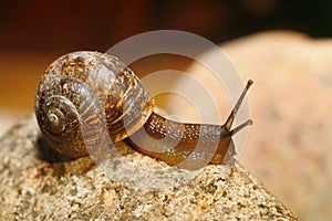 Garden snail with pretty brown shell on granite rock.