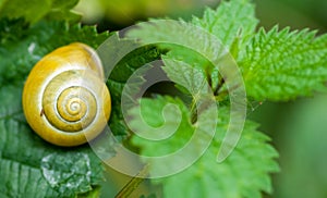 Garden snail at rest