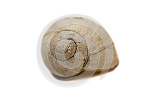 Garden snail shell close up macro shot isolated