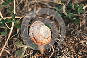 Garden Snail Shell Top View, Copyspace